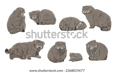 A set of Pallas cats in different poses. Pallas' cats and their kittens lie, sit and walk. Realistic cat animals of Asia. Vector animals