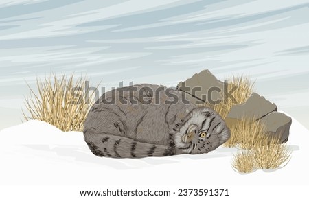 Pallas cat sleeps in the snow near large stones. Wild animals of Asia in winter. Realistic vector landscape