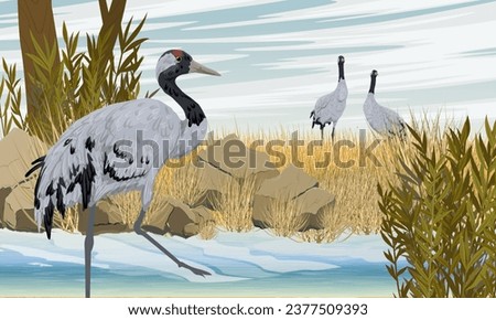 A flock of gray cranes on an autumn field on the river bank. Lake shore with stones and plants. Realistic Vector Landscape