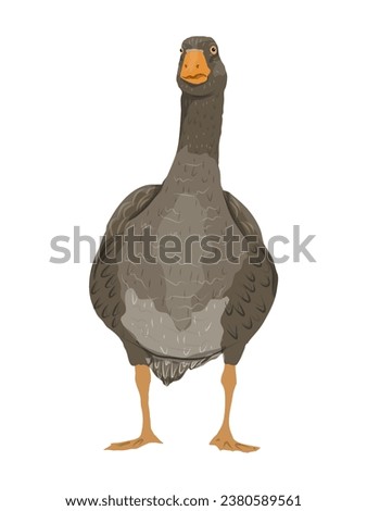 The gray domestic goose. Farm Birds, Realistic Vector Animal