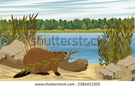 A beaver carries a branch in its teeth. Construction of a beaver dam on the river bank. Realistic vector landscape