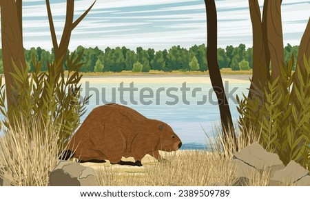 A beaver walks along the river bank. Realistic vector landscape