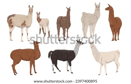 Set of realistic llamas Lama glama and their cubs in different poses. Animals of South America. Realistic vector mammal