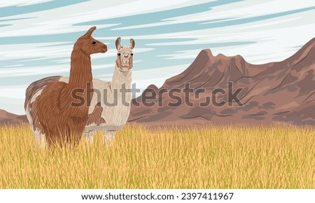 A pair of llamas stand in tall dry grass at the foot of a mountain range. Domesticated animals of South America. Realistic vector landscape