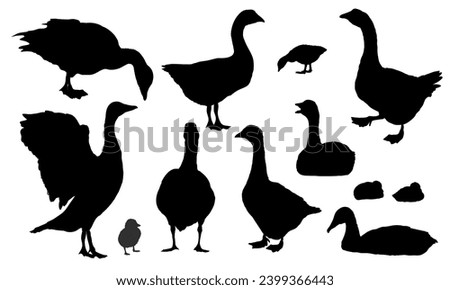Set of silhouettes of gray geese.. The gray domestic goose stands, looks for food, takes off and swims. Geese and goslings. Farm Birds, Realistic Vector Animal