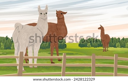 A herd of llamas grazes on a green meadow behind a fence. Domesticated animals of South America. Realistic vector landscape