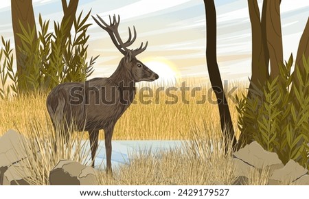 A red deer stands in dry grass on the river bank. Noble deer Cervus elaphus in the wild in autumn. Realistic vector landscape