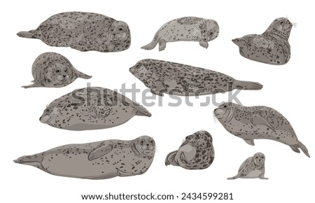 Set of harbor seals and their pups. Seal Phoca vitulina. Wild animals of the northern hemisphere. Realistic pinniped animal