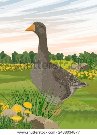 Gray goose stands in a meadow with blooming dandelions. Farm birds. Agricultural vector realistic vertical landscape