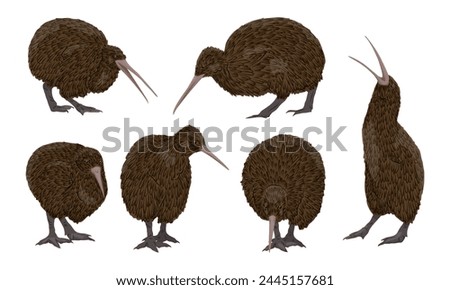 Set of realistic Kiwi birds. Kiwi birds stand, look for food and scream. Endemic of New Zealand. Vector animal