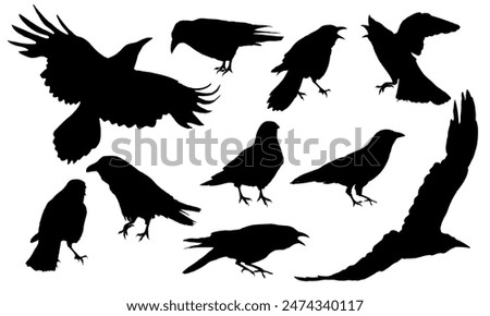 Set of silhouettes of crows Corvus corax in different poses stand, croak and fly. Wild birds of nature and cities. Realistic vector animal