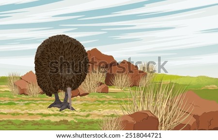 Kiwi bird walks through a meadow with stones and grass. Wildlife of New Zealand. Realistic vector landscape