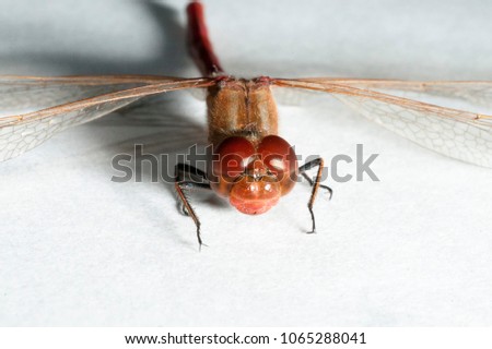 Closeup of a dragonfly on a white background Imagine de stoc © 