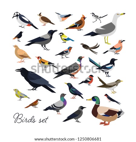 Bundle of city and wild forest birds drawn in modern geometric flat style, side view. Set of colorful cartoon avians or birdies isolated on white background. Trendy ornithological vector illustration.