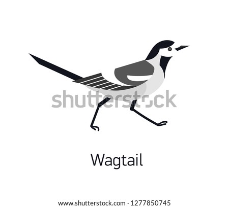 Wagtail isolated on white background. Adorable small insectivorous passerine bird. Wild avian species with black and white plumage. Modern vector illustration in trendy flat geometric style.