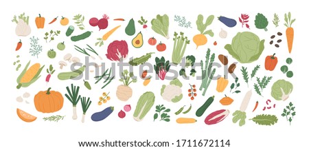 Collection of various vegetables isolated on white background. Bundle of organic natural crops, salads, greens and herbs. Colorful vector illustration in flat cartoon style