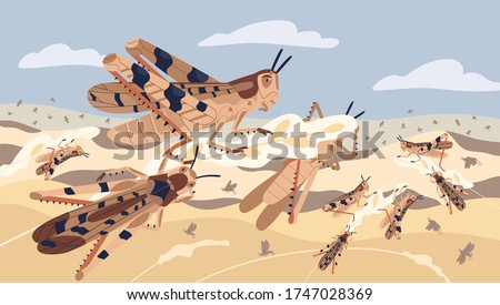 Swarm of locusts attacking plants field vector illustration. Insects threatening food security. Pest of rice meadow. Agricultural plague natural devastation of herb. Grasshoppers on ripe seed head