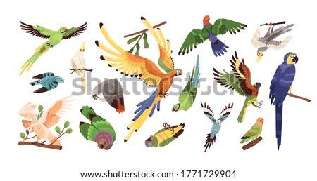 Set of different tropical parrots vector illustration. Collection of colored birds with feathers and wings isolated on white. Exotic creature with beak flying, eating and sitting on branch