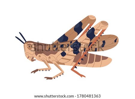 Colorful locust vector illustration. Wild winged insect isolated on white background. Parasite or agricultural plague. Huge creature harvest decimating. Bug threatening seasonal plant