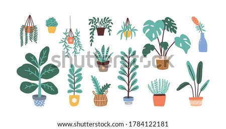 Set of different tropical house plant. Ficus, monstera, protea, pellaea, succulent in various pot, vase. Scandinavian cozy home decor. Flat vector cartoon illustration isolated on white