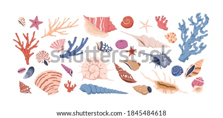 Seashells, corals and starfishes collection isolated on white background. Marine set with sea shells. Collection of seabed flora and fauna design elements. Colorful flat vector illustration on white