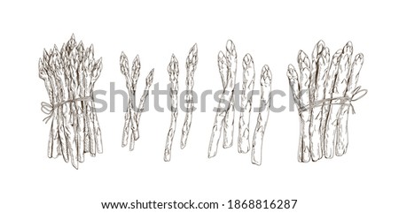 Set of asparagus stems and bound bunches isolated on white background. Collection of black and white vegetables. Hand-drawn monochrome realistic vector illustration