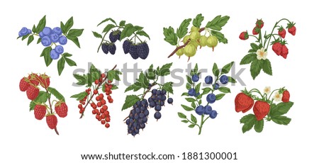 Collection or colorful detailed realistic ripe berries vector illustration. Set of different hand drawn edible berry branches with leaves, stem and flowers isolated on white background