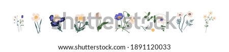 Botanical set of garden floral plants. Gorgeous clematis, craspedia, daffodil, irises, peony, poppy, tulip and pansy flowers isolated on white background. Colorful flat vector illustration