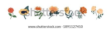 Set of fall garden flowers isolated on white background. Gorgeous autumn floral plants of zinnia, sunflower, chrysanthemum, protea and peony rose. Colorful flat vector illustration