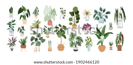 Set of trendy potted plants for home. Different indoor houseplants isolated on white background. Alocasia, begonia, fan palm, monstera, ficus, strelitzia and oxalis. Colored flat vector illustration