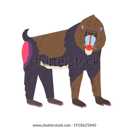 Mandrill or baboon specimen standing on four legs. Cute exotic red-nosed monkey with bright colored face and rumps. Flat cartoon colorful vector illustration isolated on white background