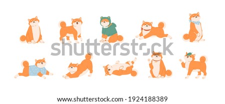 Set of cute Akita Inu dogs in various postures. Funny Japanese Shiba Inu puppies waxing with paw, lying, running, playing and sitting. Colored kawaii flat vector illustration isolated on white
