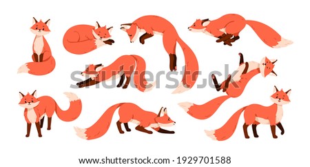 Set of cute red foxes with black paws isolated on white background. Happy funny forest animal running, sitting, hunting, sniffing, sleeping, relaxing and stretching. Colored flat vector illustration