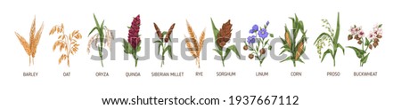 Cereal plants such as barley, rye, corn, buckwheat, flax, oat, proso, quinoa, rice, siberian millet and sorghum. Spikelets of organic crops. Colored vector illustration isolated on white background Foto stock © 