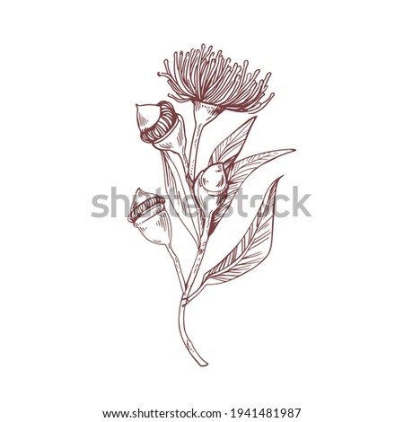 Blossomed and unblown buds of eucalyptus flower drawn in retro style. Drawing of blooming floral element. Vintage botanical art. Contoured vector illustration isolated on white background