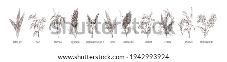 Set of cereal plants. Crops of barley, rye, corn, buckwheat, flax, oat, proso, quinoa, rice, Siberian millet and sorghum. Drawn vector illustration of detailed spikelets isolated on white background Foto stock © 