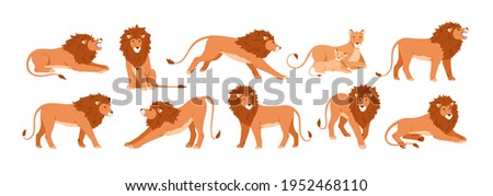 Set of lions, lioness and their cub resting, lying, standing, roaring, sitting and walking. Jungle feline animal in different poses. Colored flat vector illustration isolated on white background
