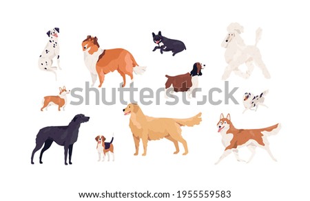 Dogs of different canine breeds isolated on white background. Doggy pets such as royal Poodle, French Bulldog, Collie, Beagle, Retriever, Akita, Springer Spaniel. Colored flat vector illustration