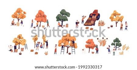 Set of people picking fresh harvest from fruit trees in autumn. Farmers with baskets gathering local crops from orchard plants. Colored flat graphic vector illustration isolated on white background