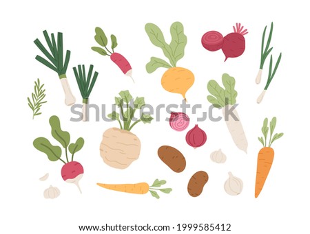 Fresh organic root vegetables. Set of healthy farm food. Carrot, onion, radish, daikon, garlic, beet and potato tubers. Summer harvest. Colored flat vector illustration isolated on white background