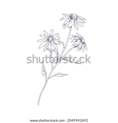 Similar – Image, Stock Photo White inflorescences of Echinacea purpurea