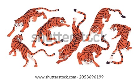 Bengal tigers set. Wild striped Asian and African animals in motion, crouching and crawling on paws. Chinese angry feline roaring. Colored flat vector illustration isolated on white background