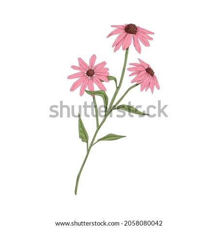 Similar – Image, Stock Photo White inflorescences of Echinacea purpurea