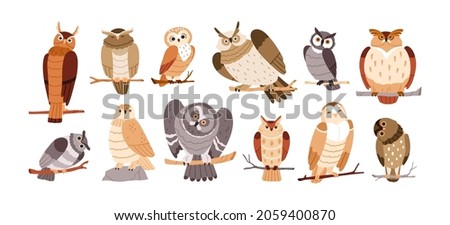 Cute owl birds set. Funny owlets, feathered animals, sitting on tree branches and watching for smth with bulging eyes. Amusing smart birdies. Flat vector illustration isolated on white background