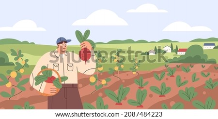 Farmer collecting harvest on agriculture field. Farm worker in vegetable garden with ripe beets in basket. Man in summer organic plantation. Flat vector illustration of person and rural landscape