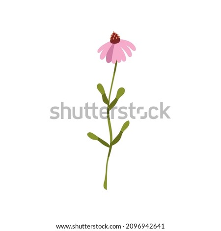 Similar – Image, Stock Photo White inflorescences of Echinacea purpurea