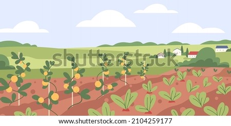 Vegetable kitchen garden. Organic farm crops growing. Fresh ripe agriculture harvest, plantation. Country landscape with veggies growth in farmland. Rural field panorama. Flat vector illustration