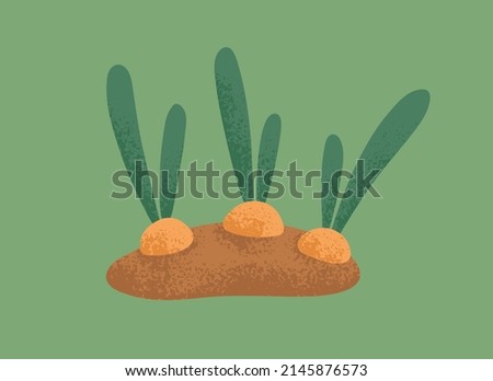 Farm vegetable growing in ground. Garden root plant, turnip with leaf tops over soil. Organic field harvest. Natural swede veggies growth. Isolated colored flat vector illustration