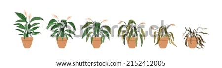 Potted flower plant withering phases, life cycle. Houseplant stages from blossomed to dry, sick leaf and dead. Floral dying process. Flat graphic vector illustration isolated on white background ストックフォト © 