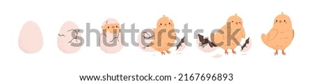 Chicken hatching from egg stages, breaking shell. Cute yellow chick cracking eggshell. Birth, growth process of little lovely feathered baby bird. Flat vector illustration isolated on white background